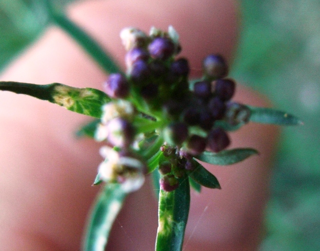 Lepidium graminifolium